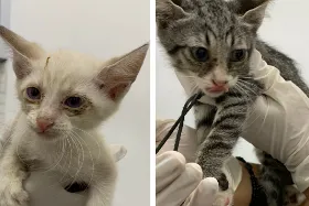 Filhotes de gatos são resgatados no bairro Siqueira Campos